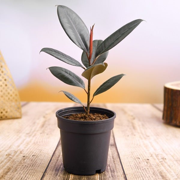 Rubber Plant - 10" Pot