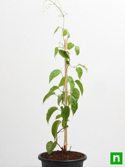 sankrant vel - plant