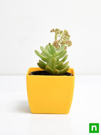 sedum adolphii - plant