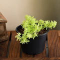 Sedum Angelina - Succulent Golden - 3" Pot