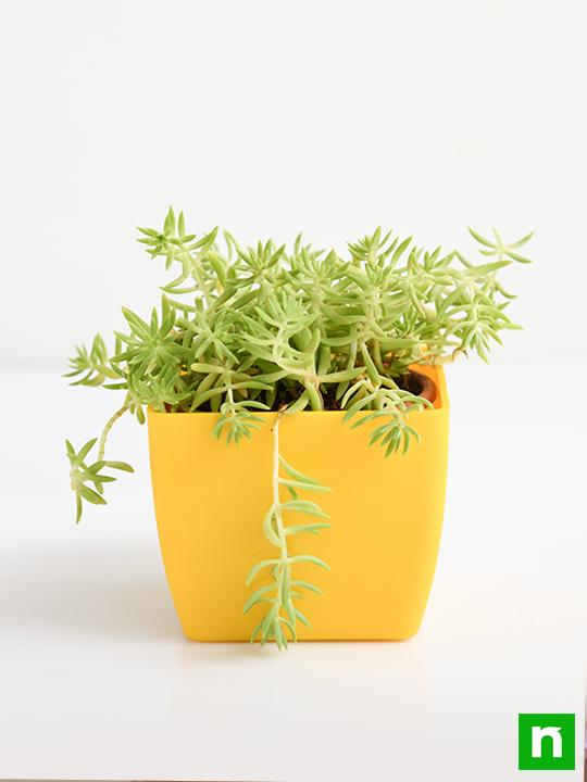 sedum angelina (green) - plant