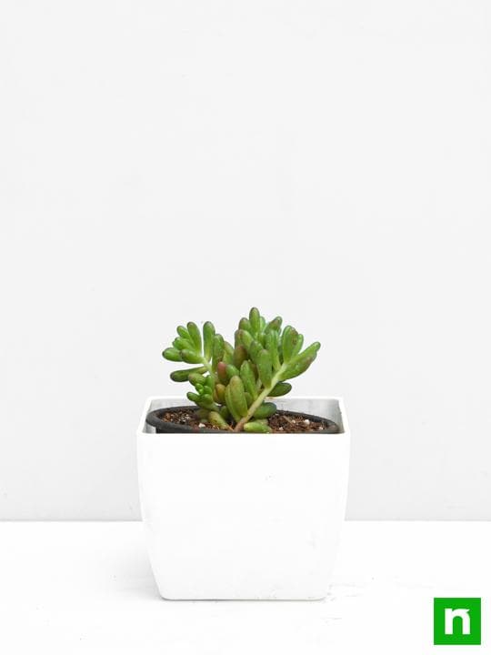 sedum rubrotinctum pork and beans - plant