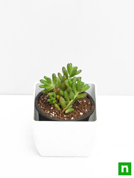 sedum rubrotinctum pork and beans - plant