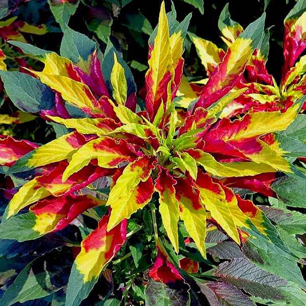 Mega Mixed Garden Pack — 30 Seeds