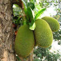 Jackfruit Grafted - 10" Grow bag