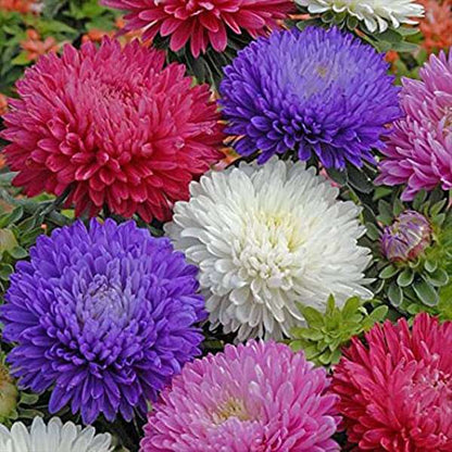 White Flower Garden Seed Pack