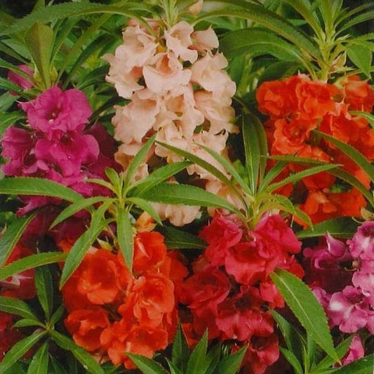 Monsoon Flower Garden Pack