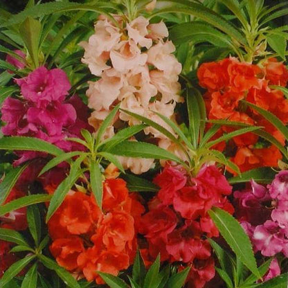 Bee & Butterfly Garden Pack