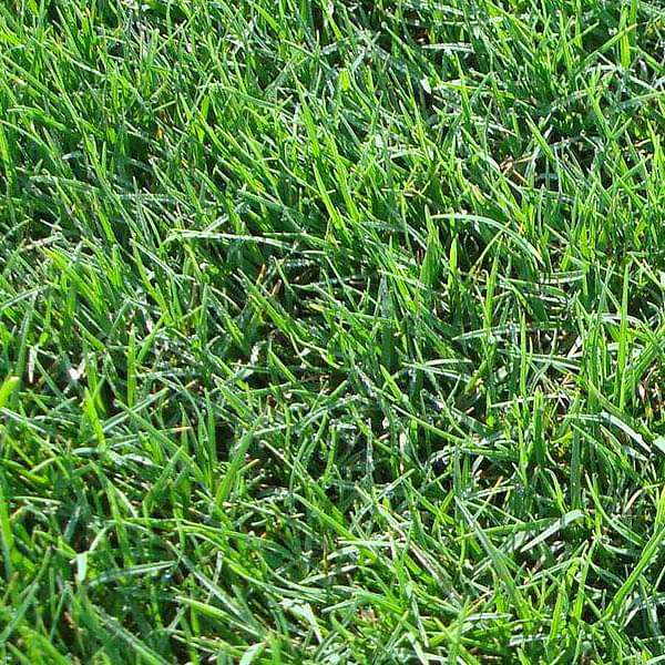 Bermuda Lawn Grass - 250 g seeds