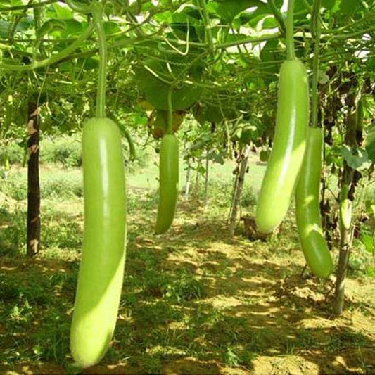 Mega Vegetable Garden Pack — 30 Seeds