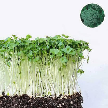 Easy to Grow Healthy Microgreens
