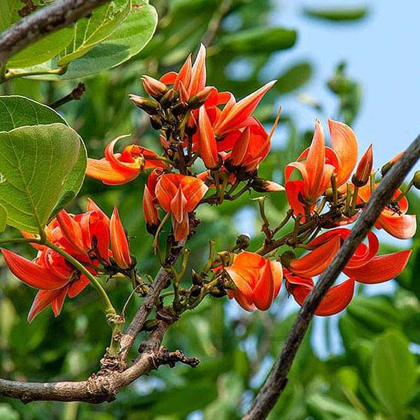 Butea Monosperma, Palash - 0.5 kg Seeds