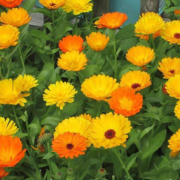 calendula - plant
