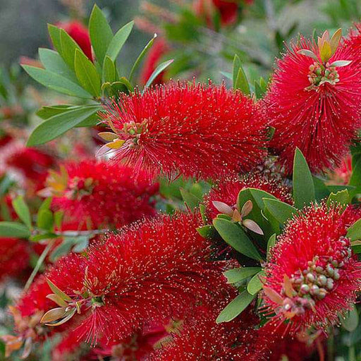 Bottlebrush Red - 10" Grow bag