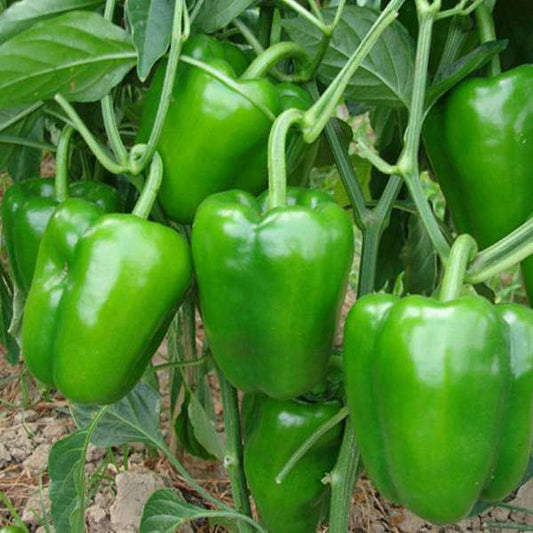 Kitchen Garden Starter Veggie Pack