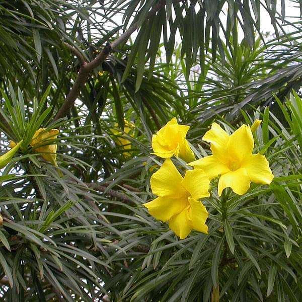 Cascabela Thevetia, Yellow Oleander, Bitti (Yellow) - 0.5 kg Seeds