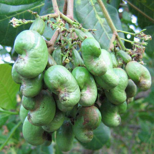 Cashew, Kaju - 0.5 kg Seeds