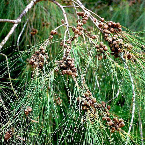 Casuarina Equisetifolia, Australian pine tree - 0.5 kg Seeds