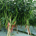 Chilli F1 Jwala Pariksha - Vegetable Seeds