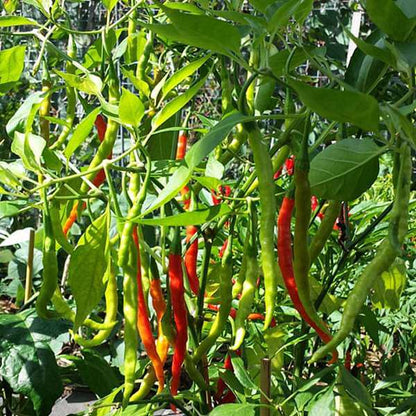 Chilli Lover's Pack — Hot to Mild