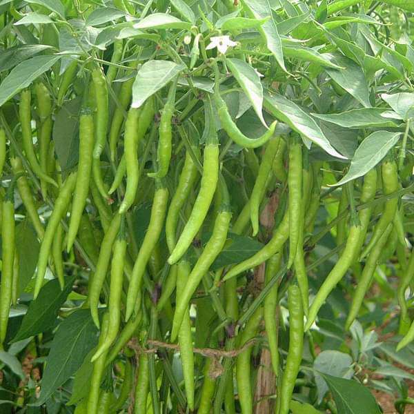 Chilli Surajmukhi - Desi Vegetable Seeds