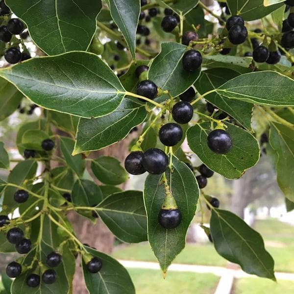 Cinnamomum Camphora, Camphor Tree - 0.5 kg Seeds