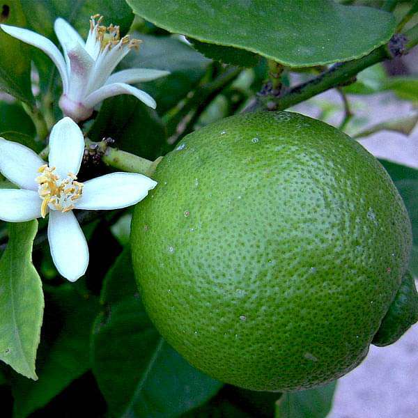 Citrus Limetta, Indian Sweet Lime, Mausammi - 0.5 kg Seeds