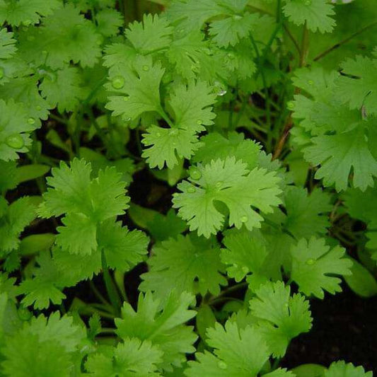 Easy and healthy vegetable garden pack
