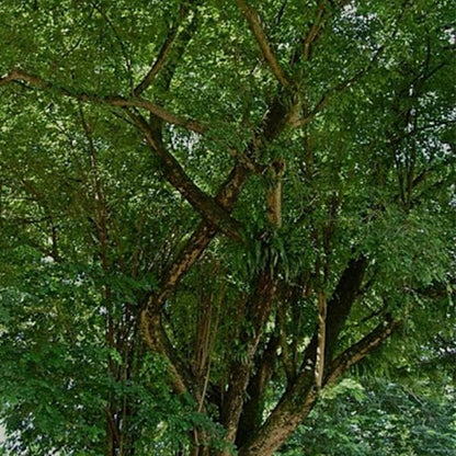 dalbergia latifolia - 0.5 kg seeds