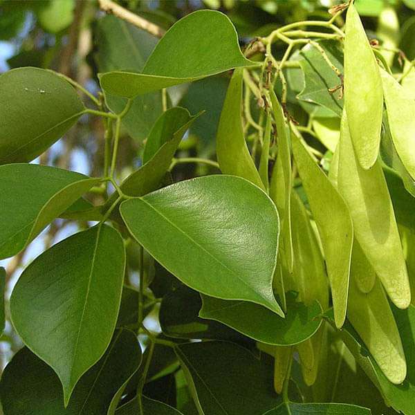 Dalbergia Sissoo, Sheesham - 0.5 kg Seeds