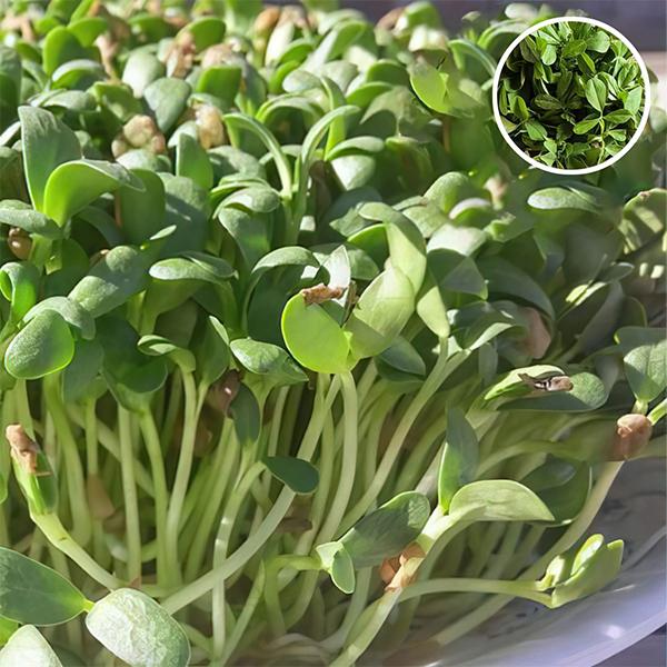 Fenugreek Indian Small Leaf - Microgreen Seeds