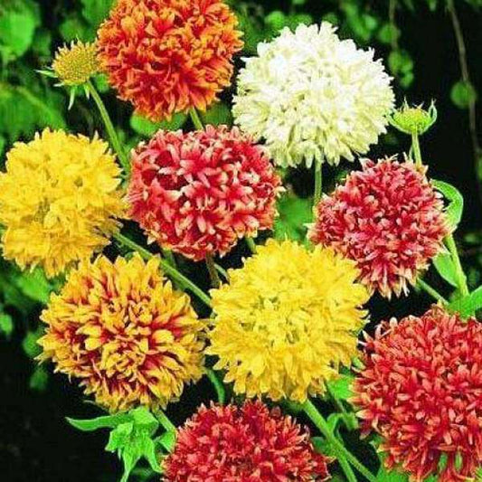 gaillardia double mixed color - desi flower seeds