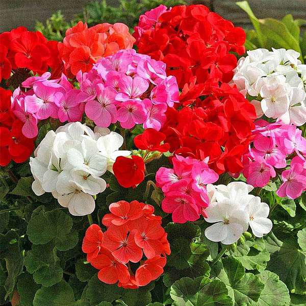 Geranium Pacific Mixed Color - Flower Seeds