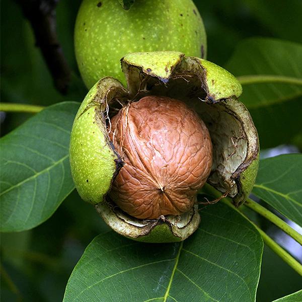 Juglans Regia, Walnut, Akhrot - 0.5 kg Seeds