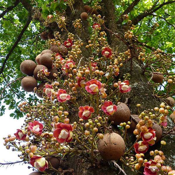 Kailashpati, Cannonball - 0.5 kg Seeds