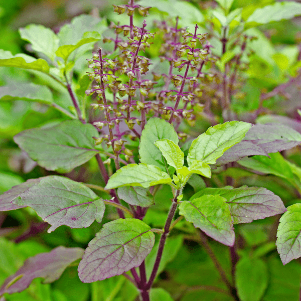 Krishna Tulsi, Tulsi ( Black ) - 0.5 kg Seeds