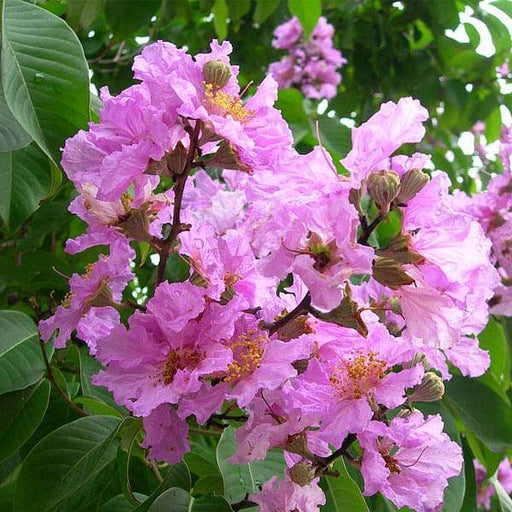 Pride of India - 10" Grow bag