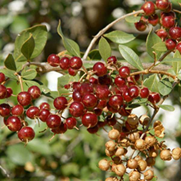 Lawsonia Alba, Hina, Mehndi - 0.5 kg Seeds