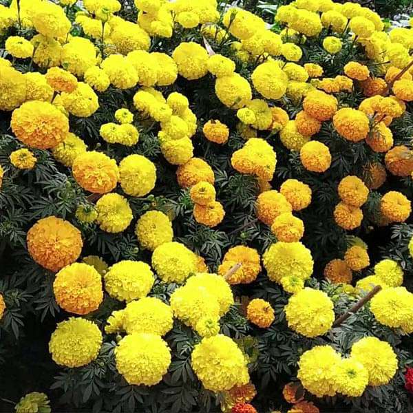 Marigold F-1 Inca Mixed Color - Flower Seeds