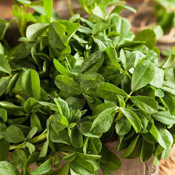 Methi Kasturi - Desi Vegetable Seeds