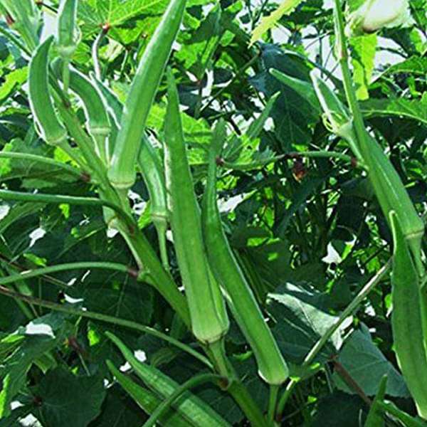 Winter Vegetable Sowing Pack