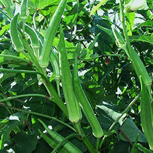 Winter Vegetable Sowing Pack