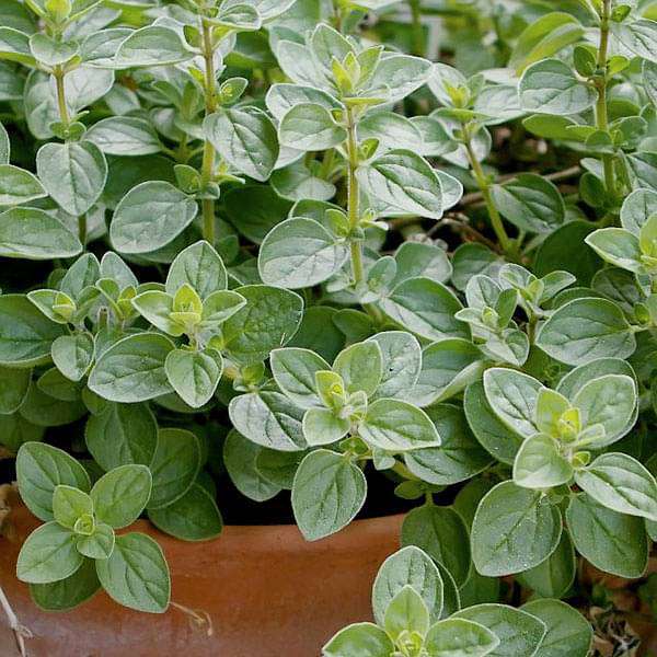 Mega Herb Garden Pack — 30 Seeds