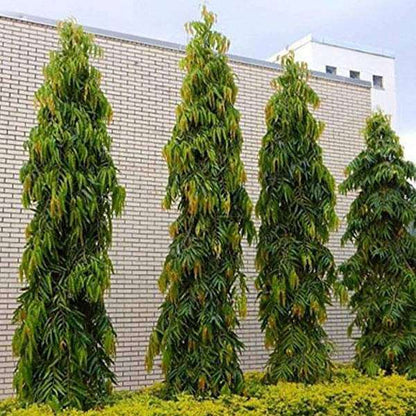 pendula ashok - 0.5 kg seeds