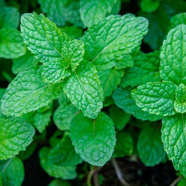 Indian Cuisine Herb Pack