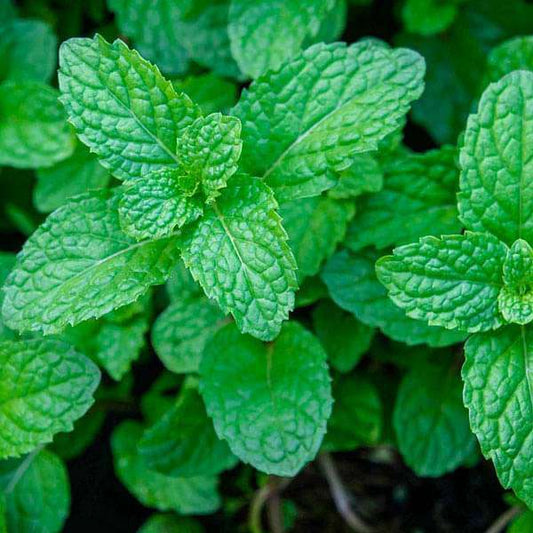 Indian Cuisine Herb Pack