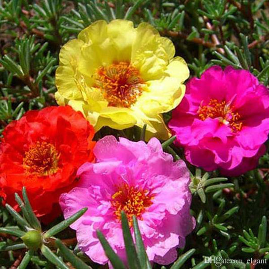 portulaca double mixed color - desi flower seeds