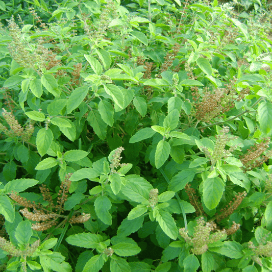 Set of 2 Tulsi Plant Seeds (Rama + Shyama)