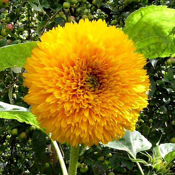 Mega Flower Garden Pack — 30 Seeds
