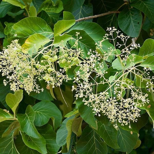 Teakwood, Sagwan - 0.5 kg Seeds